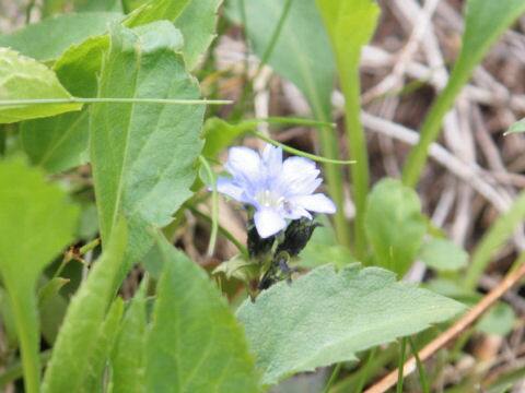 Gentiana thunbergii var. minor