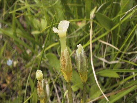 Gentiana thunbergii var. minor