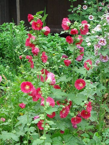 Alcea rosea