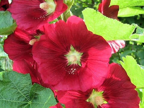 Alcea rosea