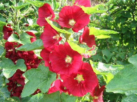 Alcea rosea