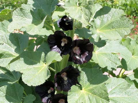 Alcea rosea