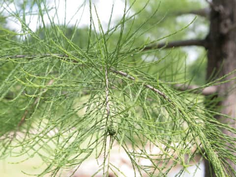 Taxodium ascendens