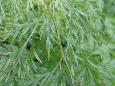 Onychium japonicum
