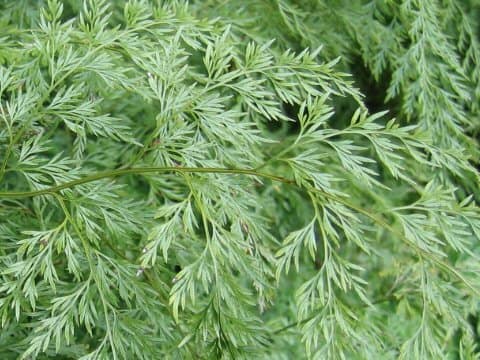 Onychium japonicum