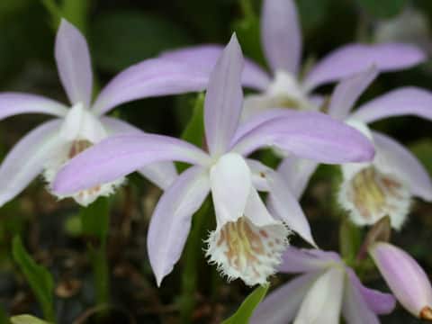 Pleione formosana