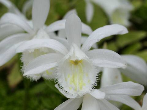 Pleione formosana