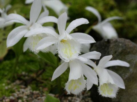 Pleione formosana