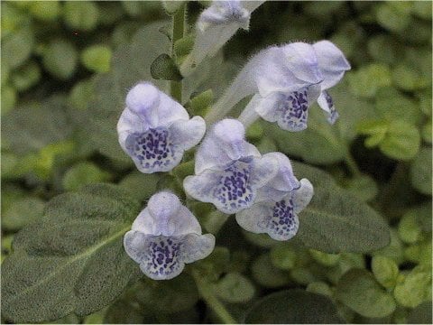 Scutellaria indica