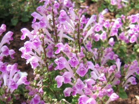 Scutellaria indica