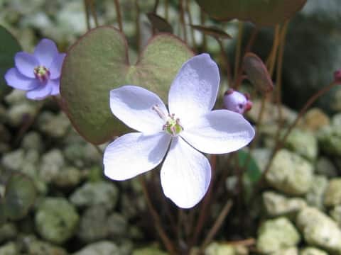 Jeffersonia dubia