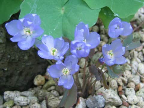 Jeffersonia dubia
