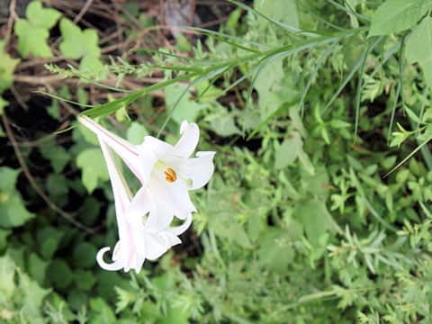 Lilium formosanum