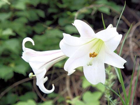 Lilium formosanum