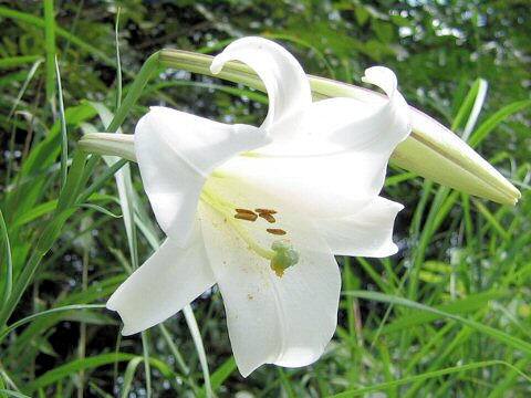 Lilium formosanum