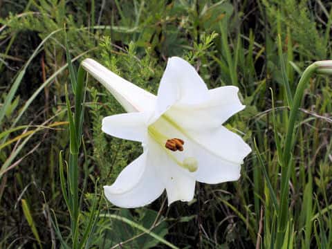 Lilium formosanum
