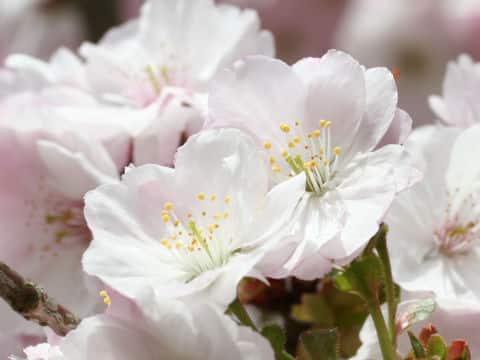 Prunus x sieboldii cv. Caespitosa