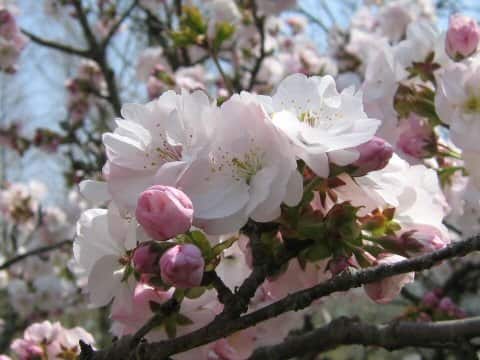 Prunus x sieboldii cv. Caespitosa