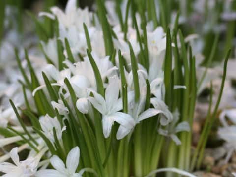Tecophilaea violiflora