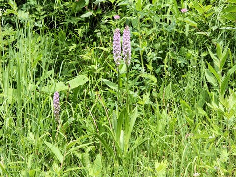 Gymnadenia conopsea