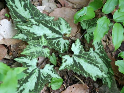 Ainsliaea cordifolia