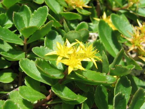 Sedum aizoon var. floribundum