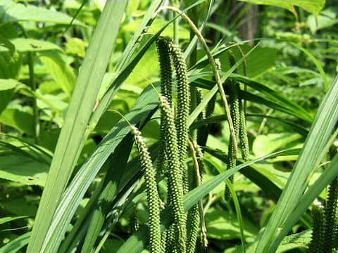 Carex kiotensis