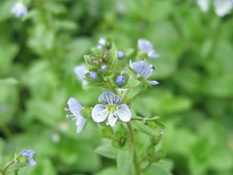 Veronica serpyllifolia spp. humifusa
