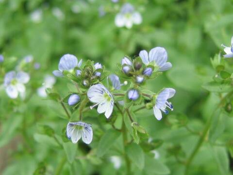 Veronica serpyllifolia spp. humifusa