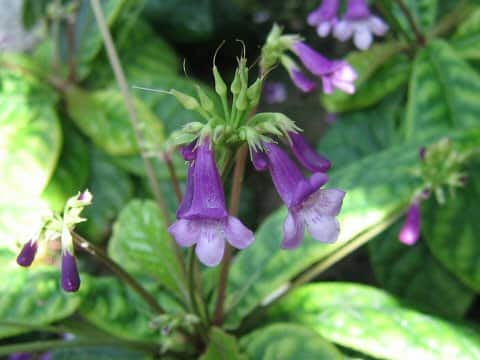 Tetranema roseum cv. Alba