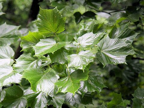 Acer nipponicum