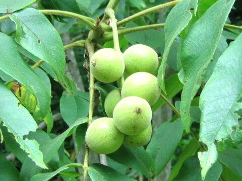 Juglans regia var. orientis