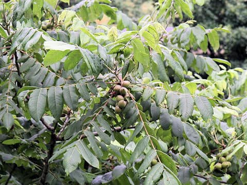 Juglans regia var. orientis
