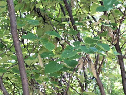 Cercis canadensis ssp. texensis