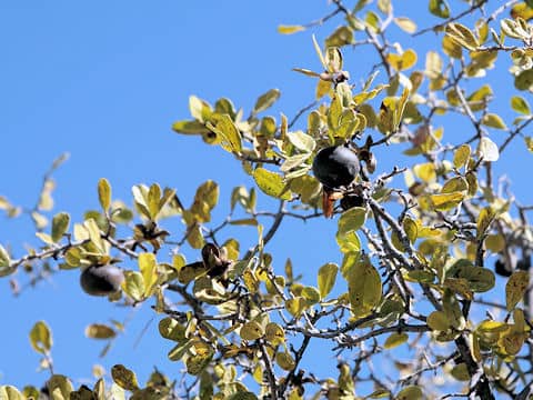 Diospyros texana