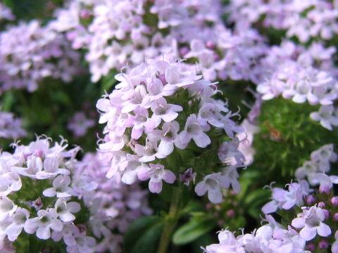 Thymus longicaulis