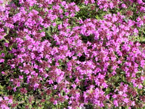 Thymus praecox