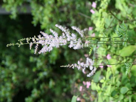 Astilbe microphylla