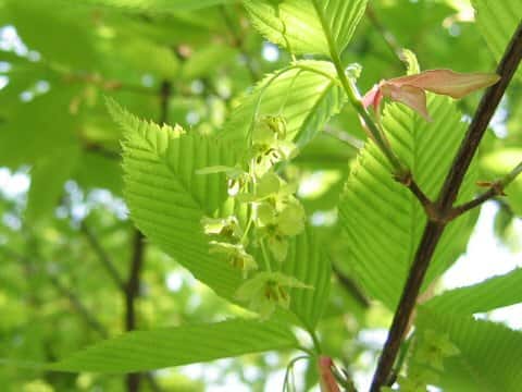 Acer carpinifolium