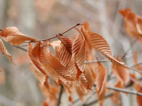 Acer carpinifolium