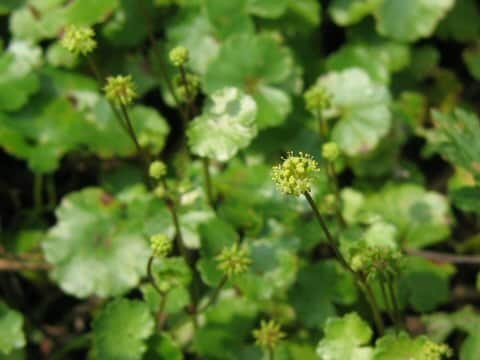 Hydrocotyle sibthorpioides