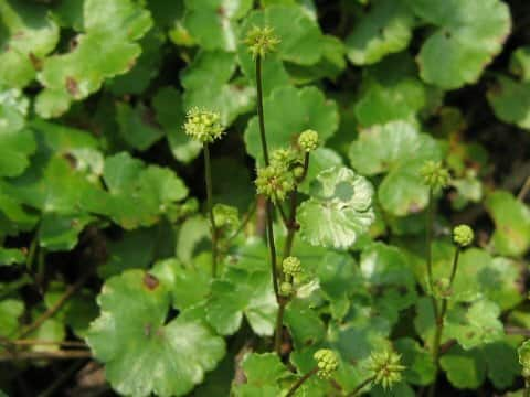 Hydrocotyle sibthorpioides