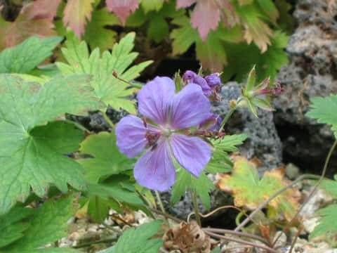 Geranium erianthum