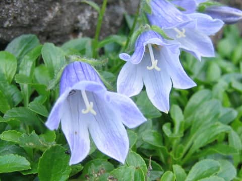Campanula chamissonis