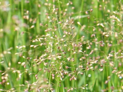 Isachne globosa