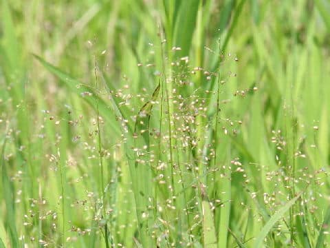 Isachne globosa