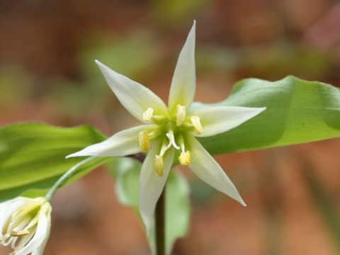 Disporum smilacinum