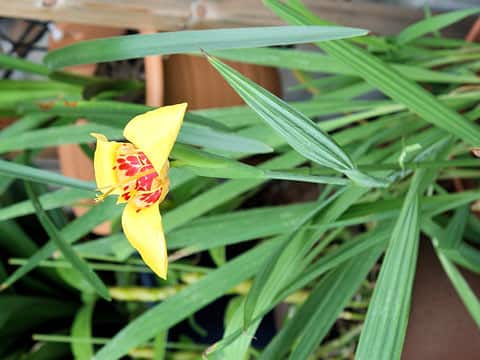 Tigridia pavonia