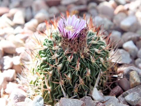 Stenocactus zacatecasensis