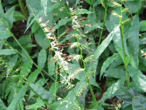 Oplismenus undulatifolius